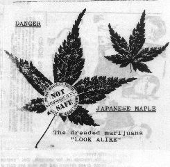 Japanese maple