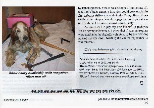 StrayDog2